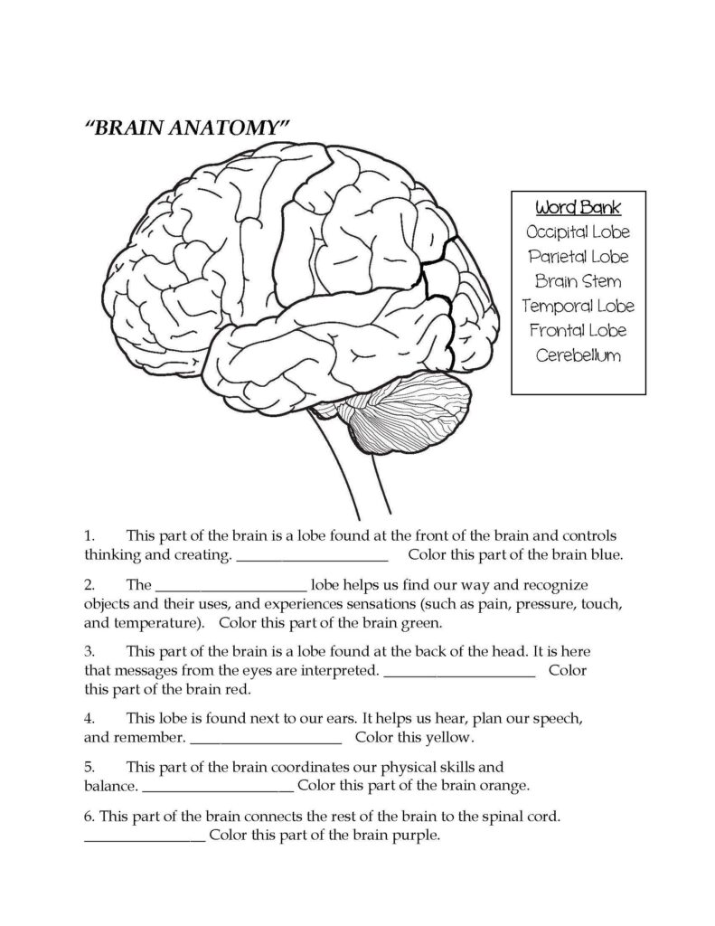 Brain Parts Fill In The Blank Color Brain Parts Nervous System Lesson Teaching Middle School Science