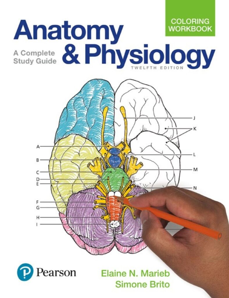 Calam o Anatomy And Physiology Coloring Workbook A Complete Study Guide 12th Edition 2017