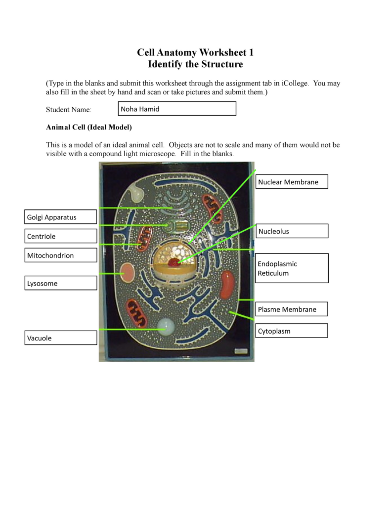 Cell Anatomy Worksheets