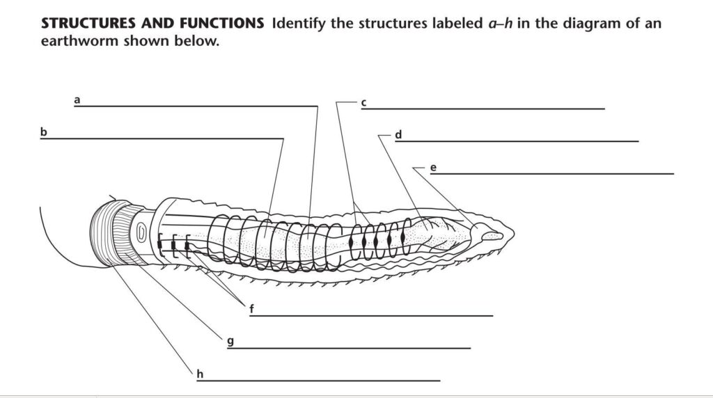 Earthworm Anatomy Worksheets