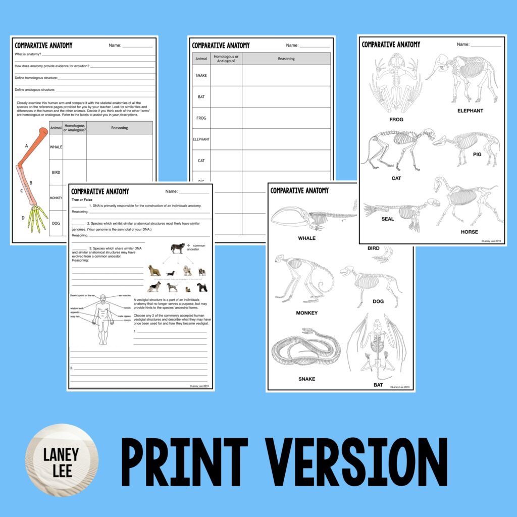 Comparative Anatomy Homologous Analogous Vestigial Structures