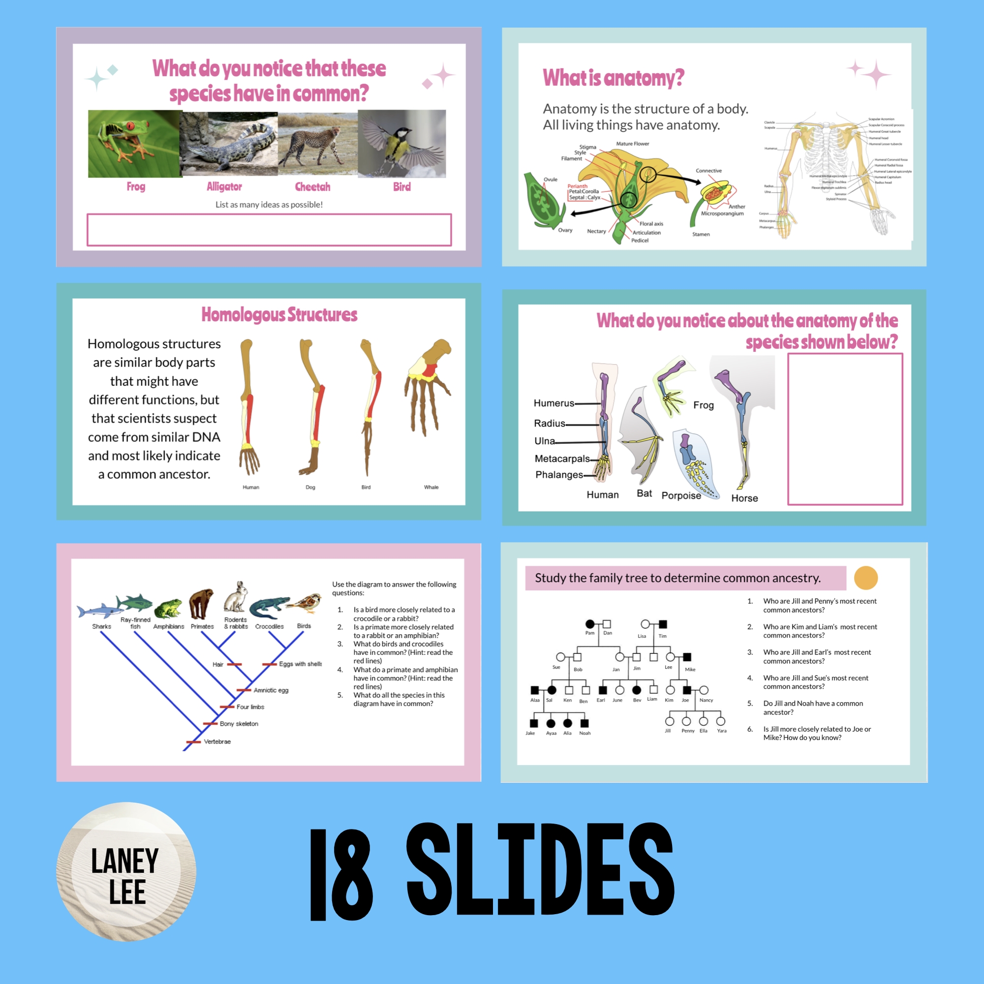 Comparative Anatomy Worksheet Laney Lee