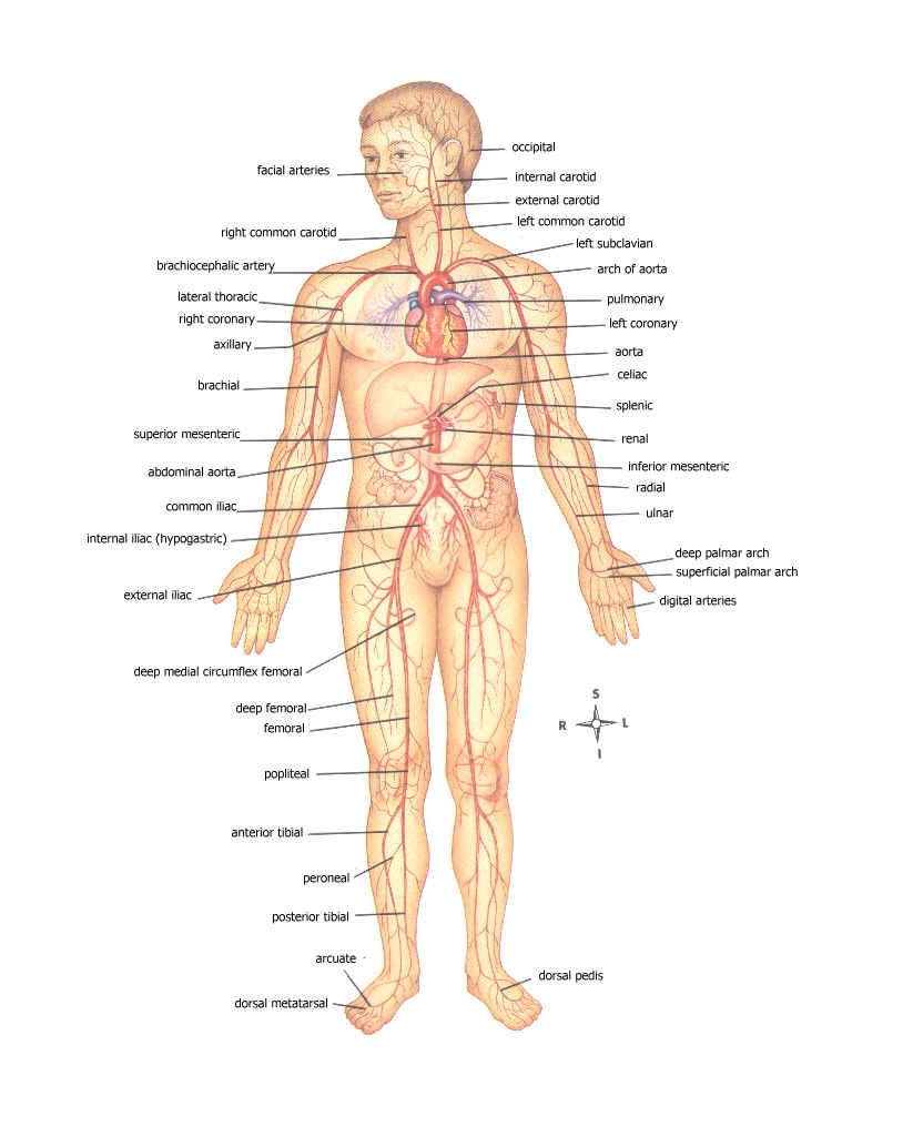 COVERINGS OF THE HEART Human Body Organs Human Body Organs Anatomy Human Body Diagram