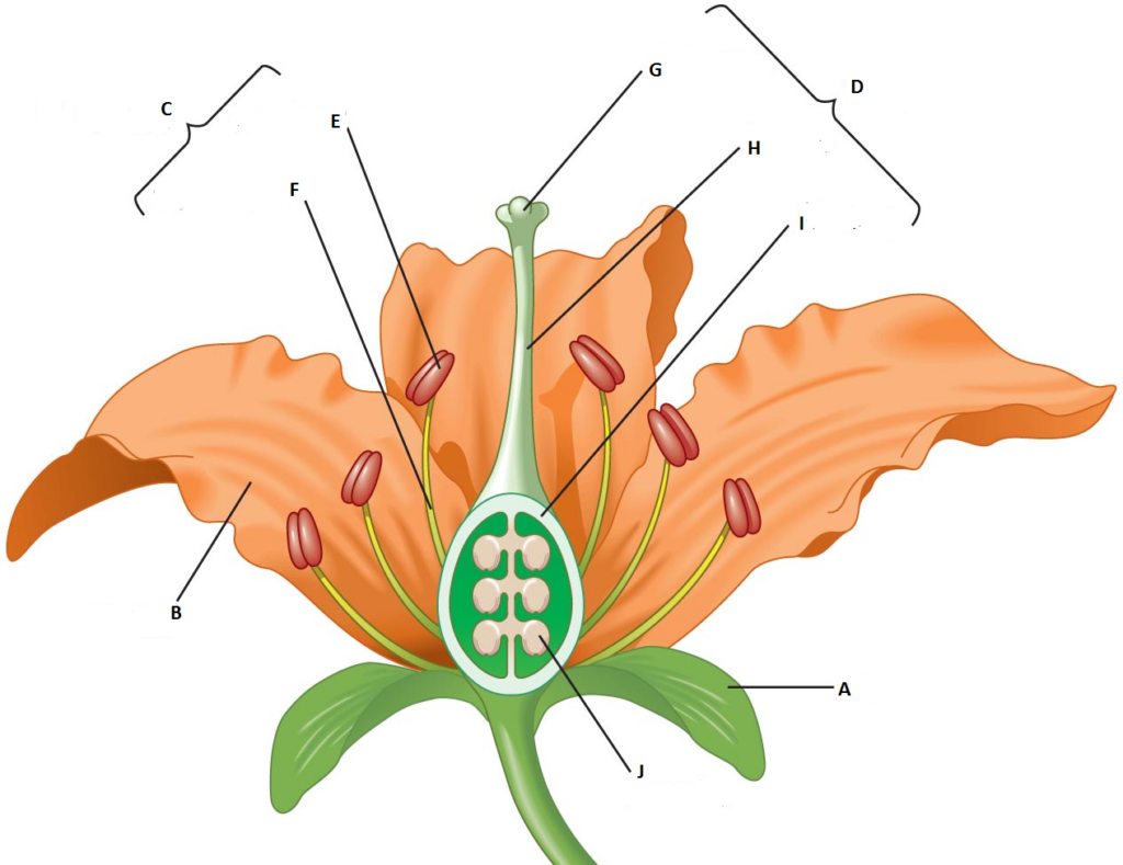 Diagram Quiz On Flower Parts