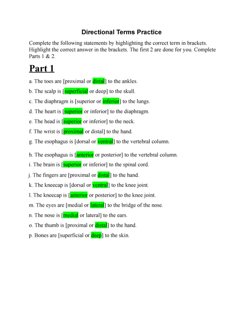 Directional Terms Practice Directional Terms Practice Complete The Following Statements By Studocu