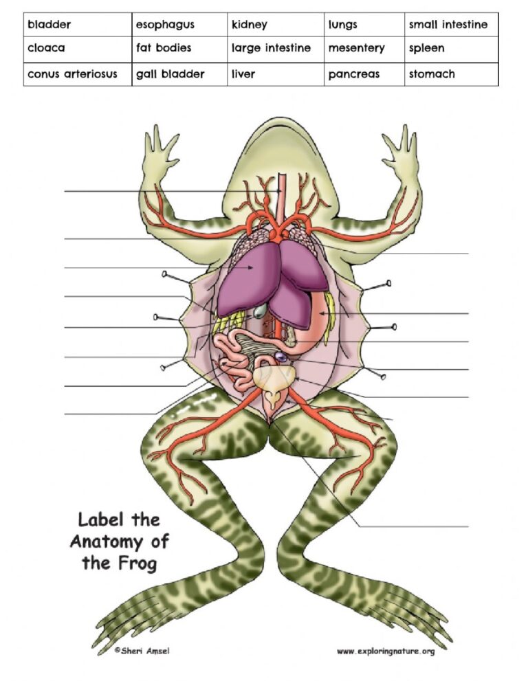 Frog Anatomy Worksheets Printable Worksheets 9893