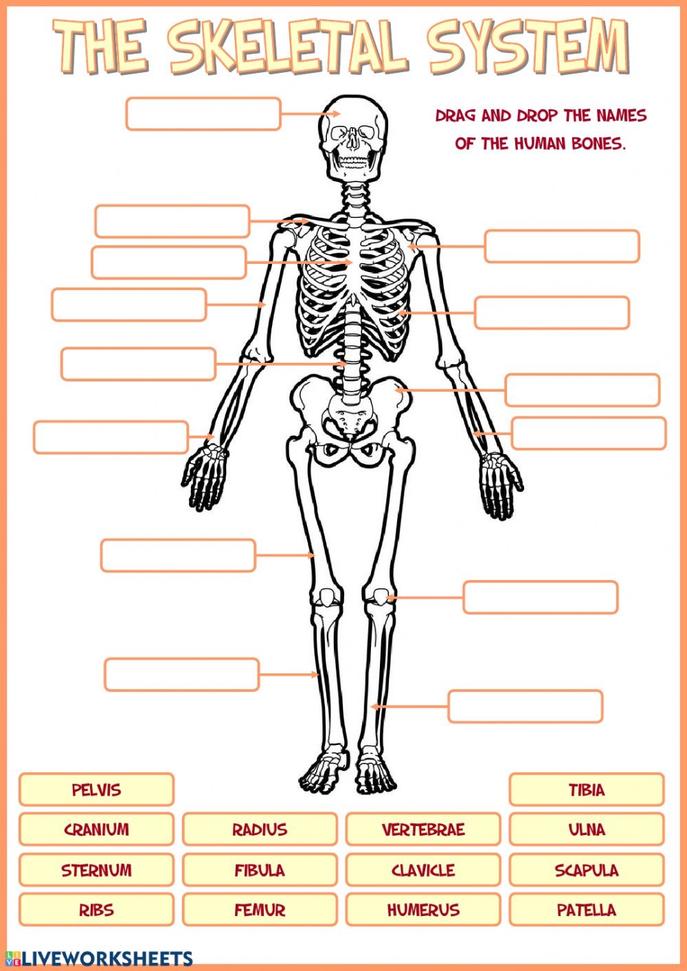 Ejercicio De Skeletal System