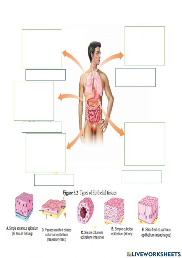 Epithelial Tissues Worksheet