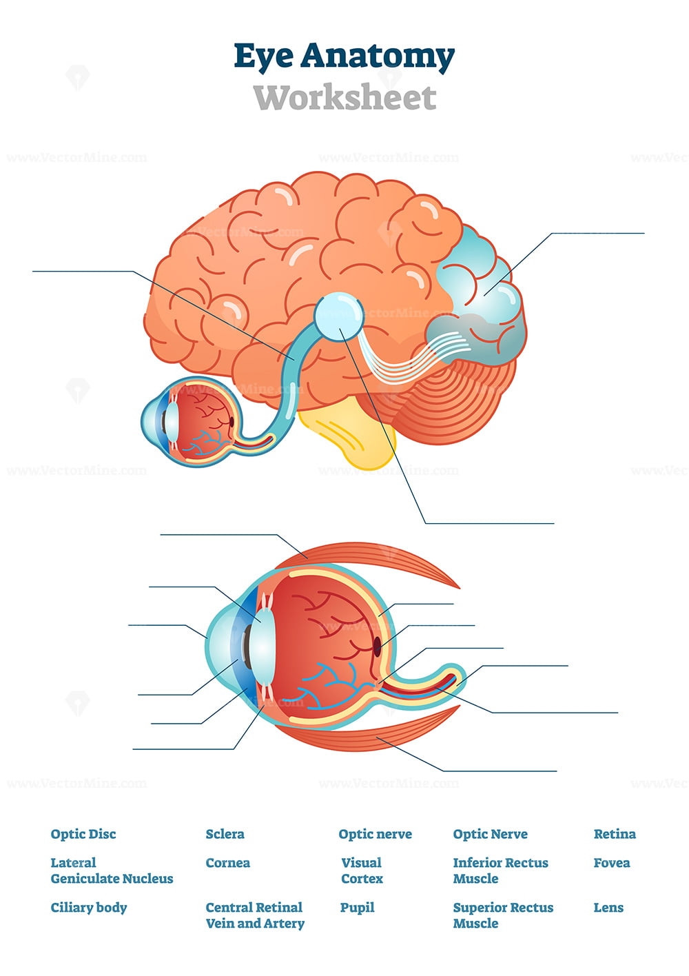 Eye Anatomy Blank Worksheet Printable Test Illustrations VectorMine