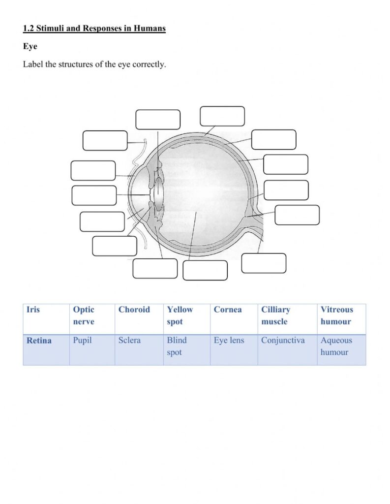 Eye Structure Worksheet