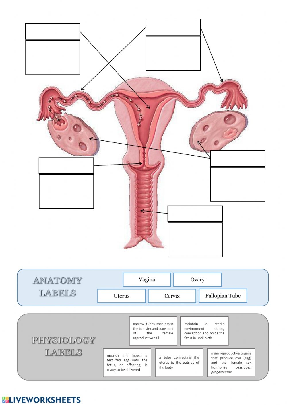 Female Anatomy And Physiology Worksheet