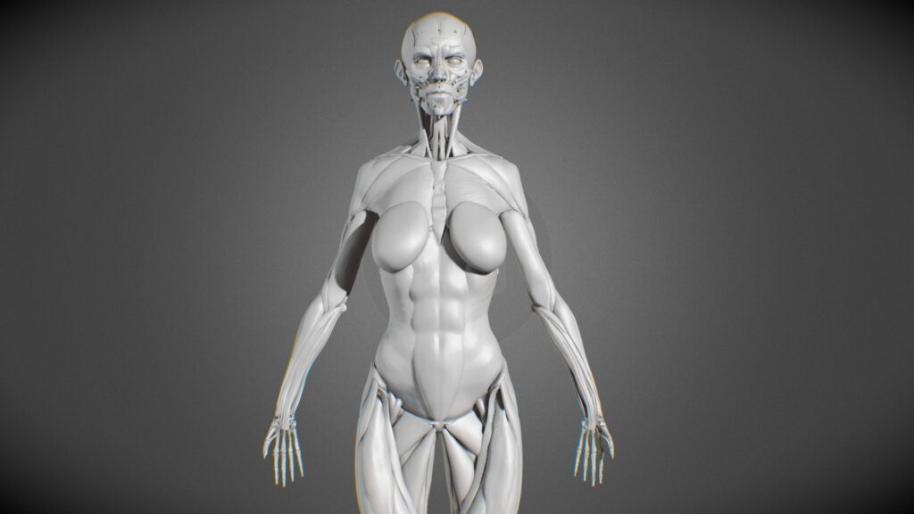 3d Model Of Female Anatomy
