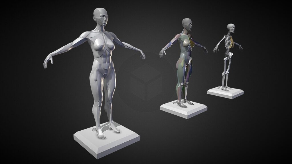 Female Planar Anatomy 3D Model By CrazyGoat3d CrazyGoat3d fef13ff 