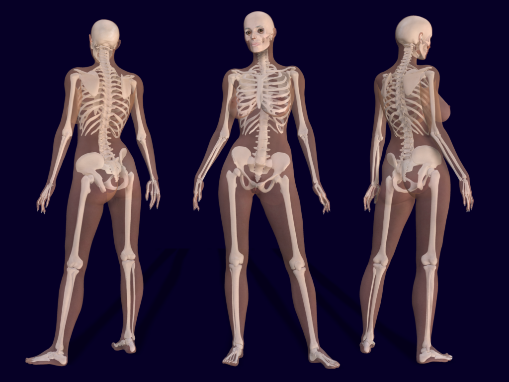 3d Human Anatomy Skeletal System