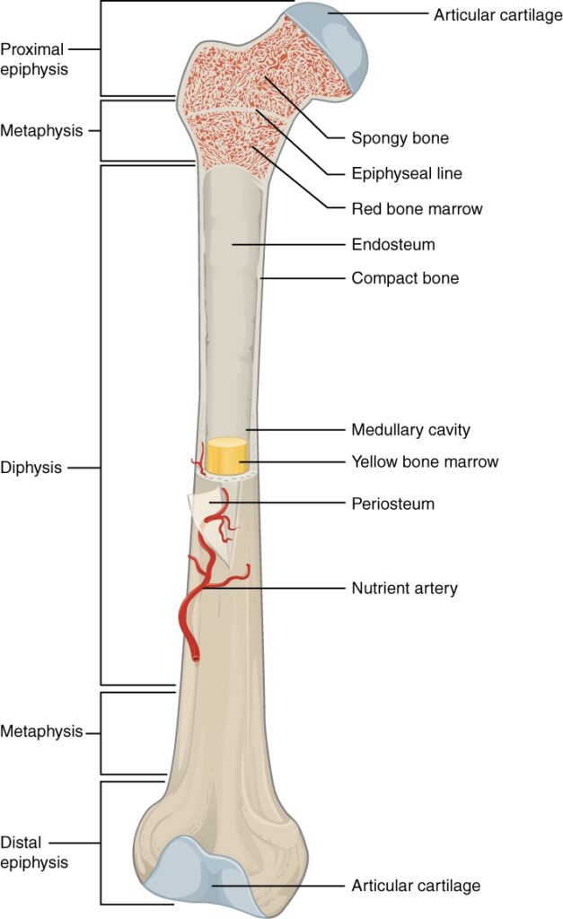 File 603 Anatomy Of Long Bone jpg Wikimedia Commons
