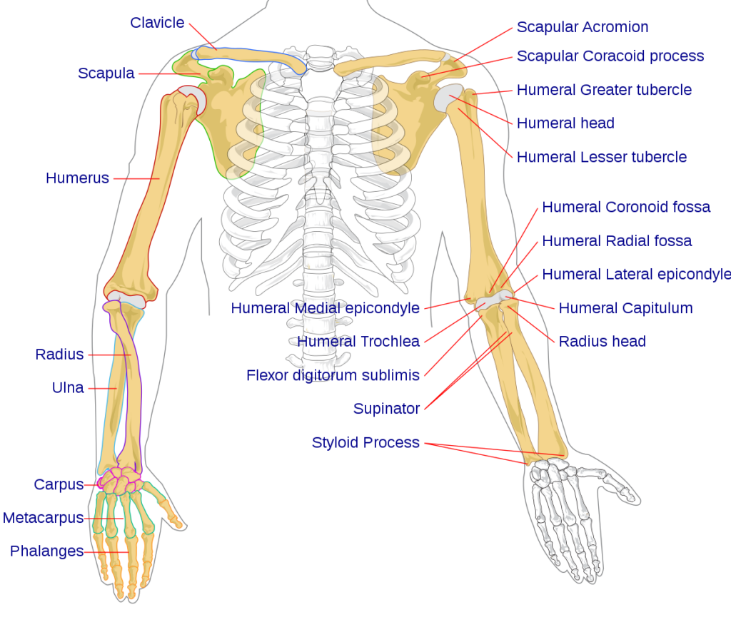 File Human Arm Bones Diagram svg Wikipedia