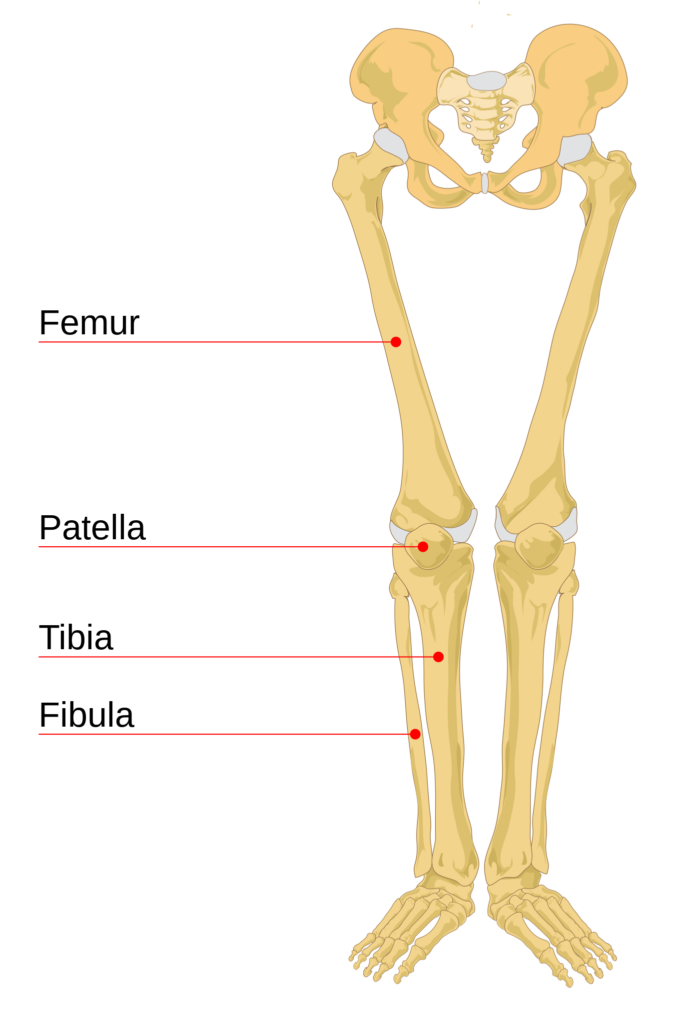 File Human Leg Bones Labeled svg Wikimedia Commons
