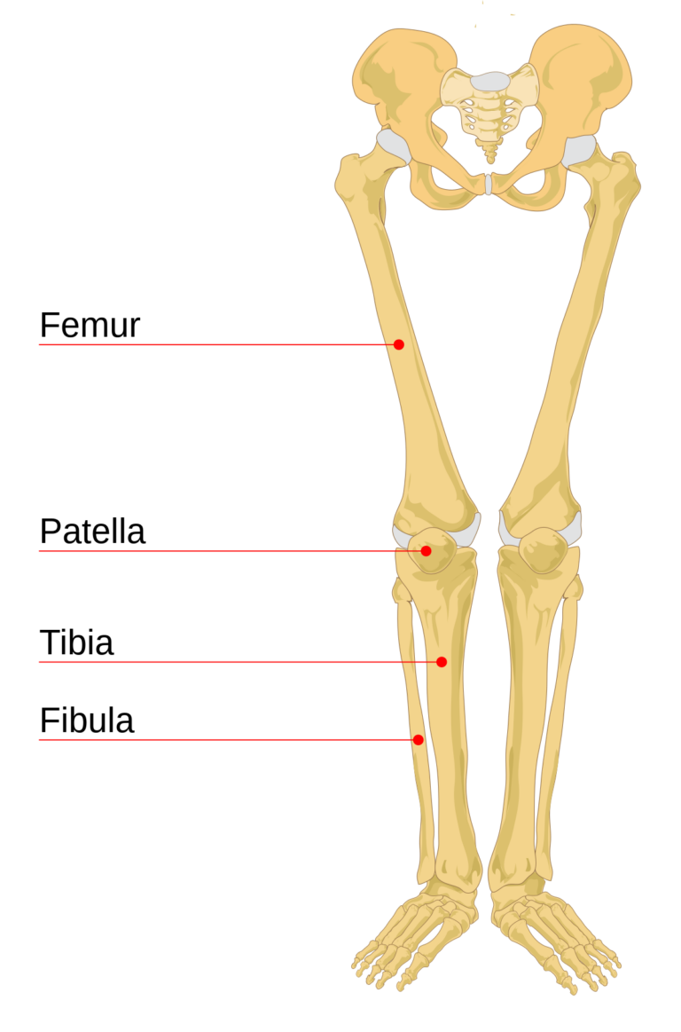 Leg Bones Diagram - Printable Worksheets