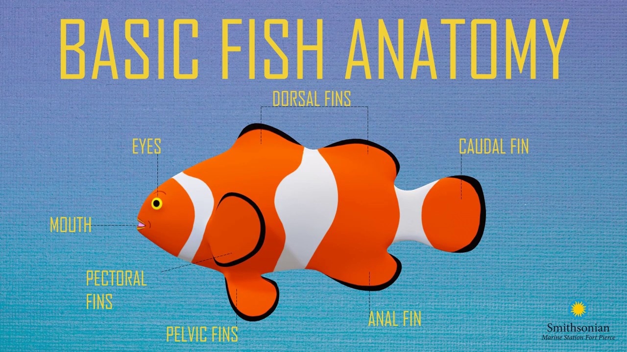 Fish Anatomy YouTube