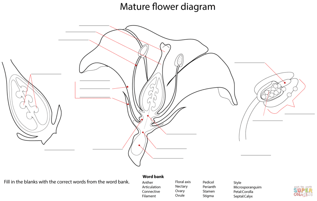 Anatomy Of A Flower Printable