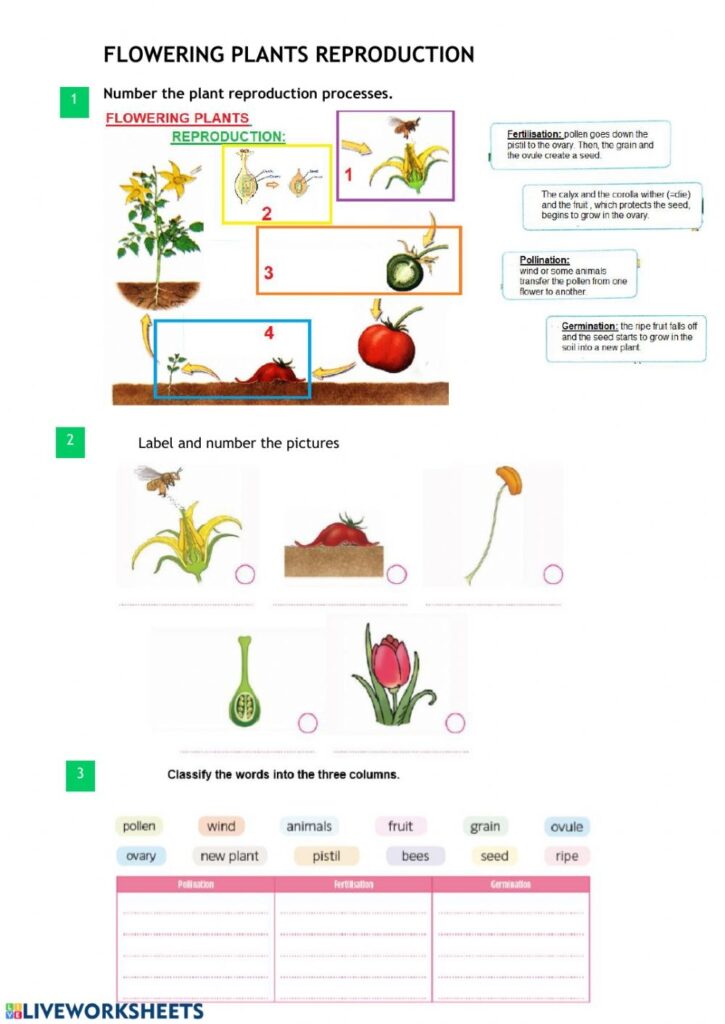 Flowering Plants Reproduction Worksheet