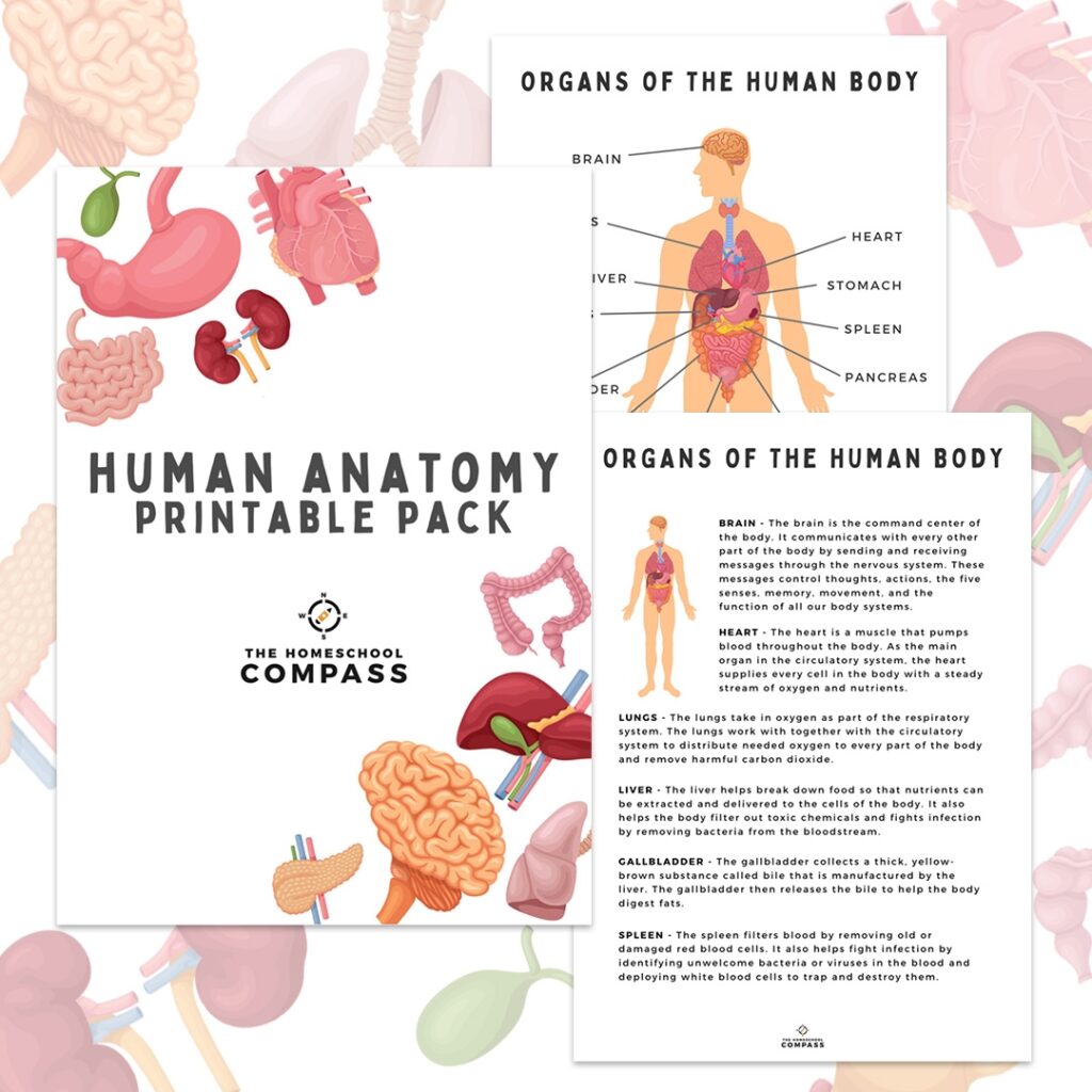 Anatomy For Kids Printable