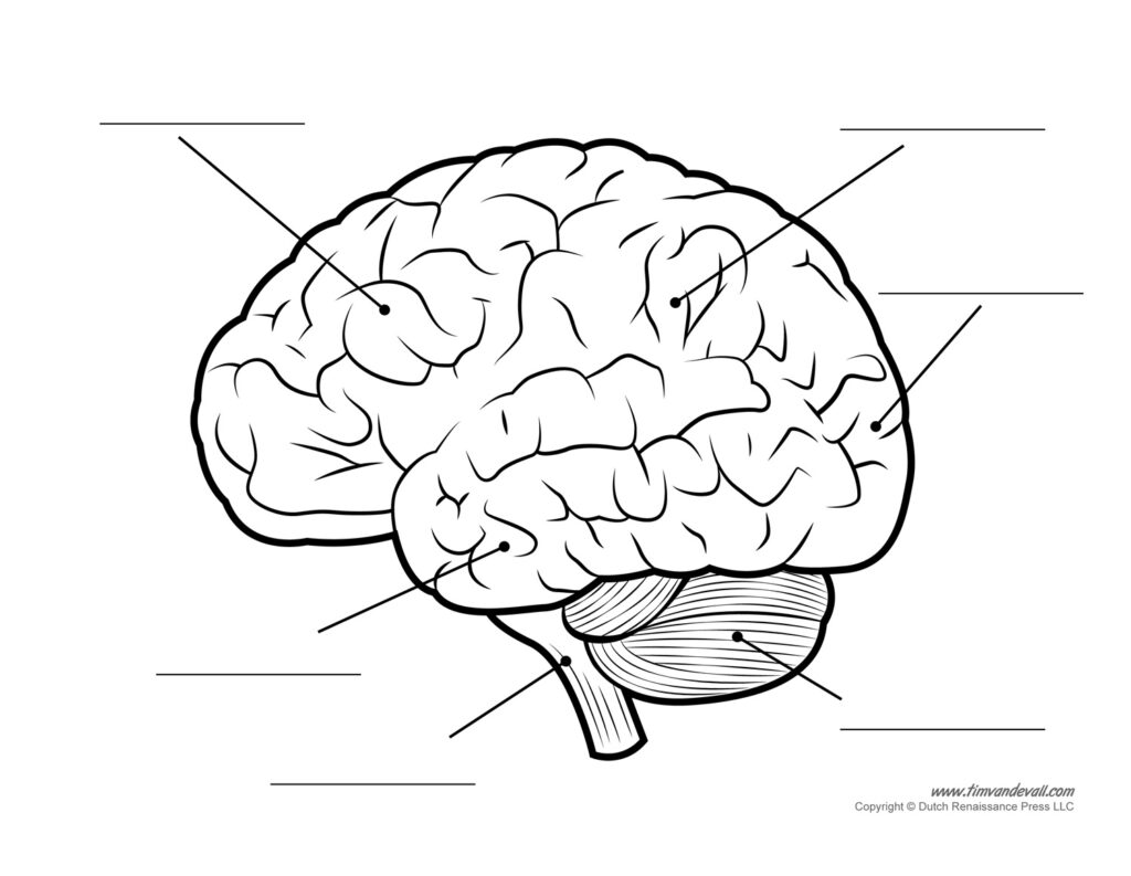 Brain Anatomy Diagram Blank
