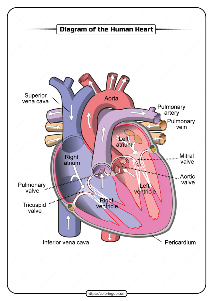 Free Printable Diagram Of The Human Heart Human Heart Diagram Human Heart Anatomy Heart Diagram