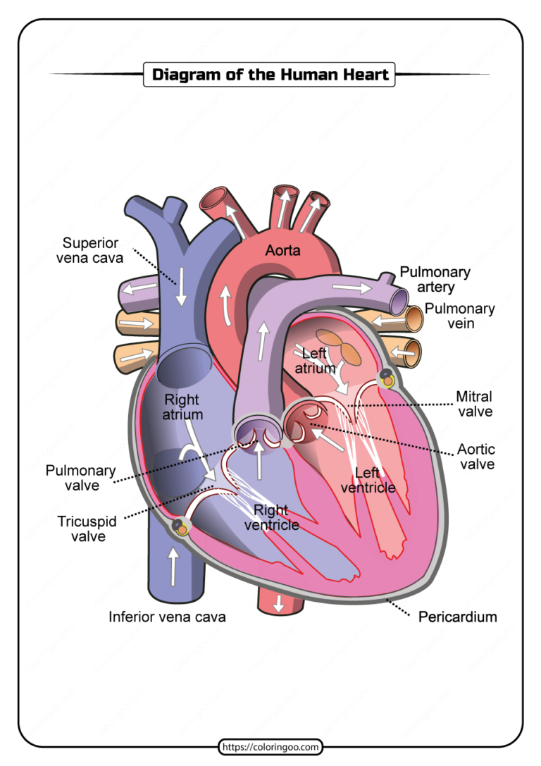 free-printable-heart-diagram-worksheets-printable-worksheets