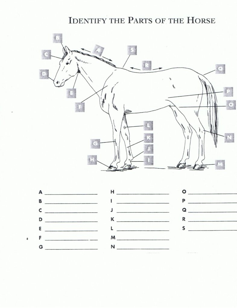 Horse Anatomy Worksheets