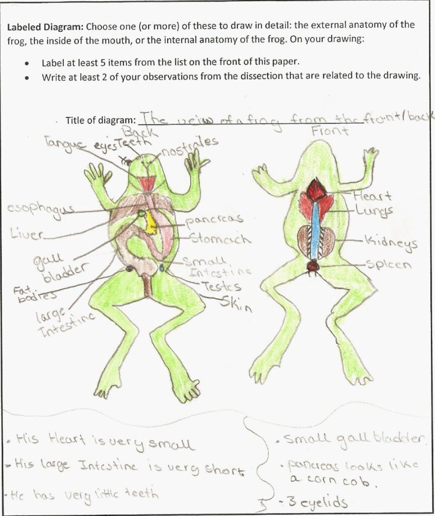 Anatomy Of A Frog Worksheets