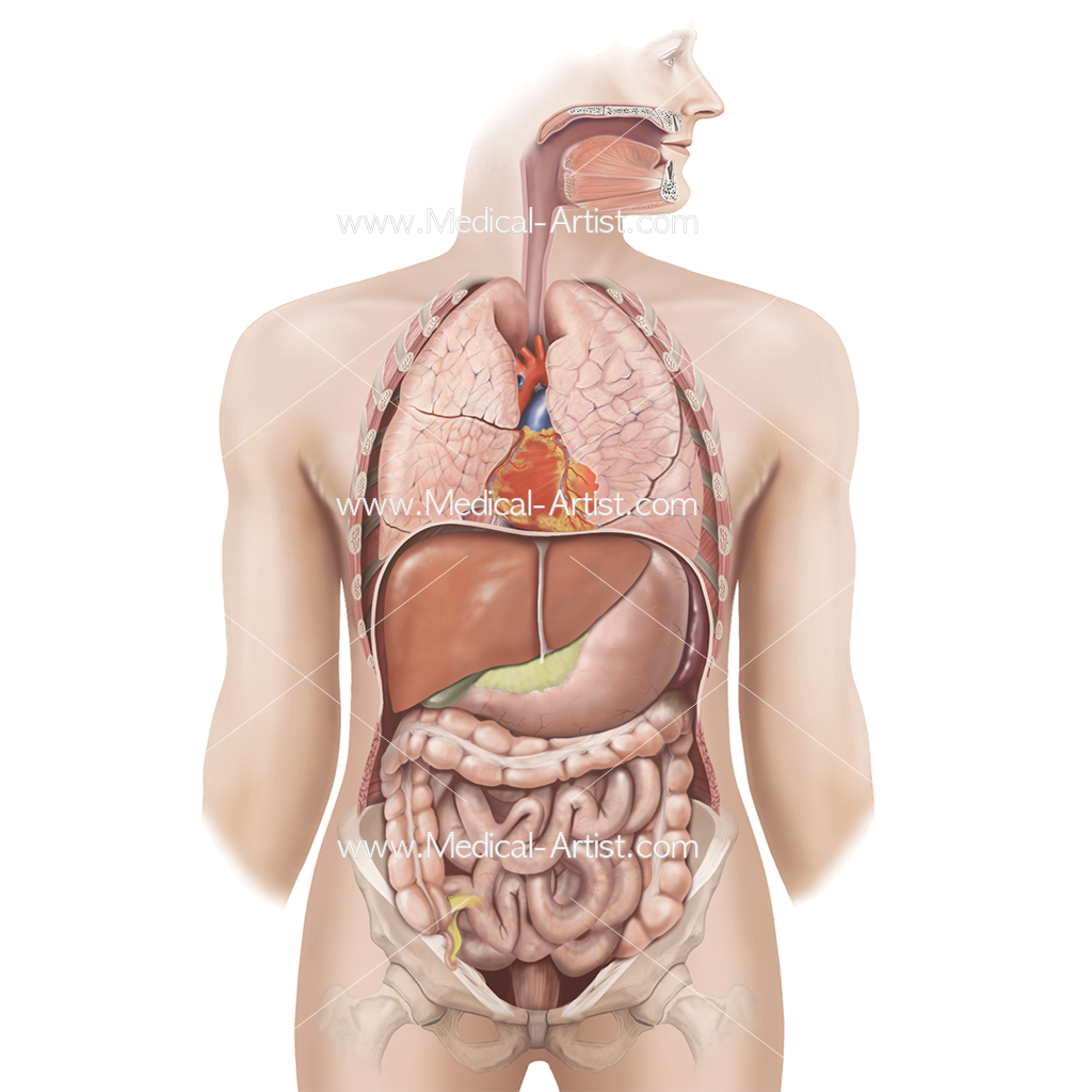 Full Body Anatomy Picture