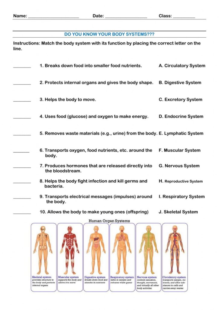 Function Of Body Systems Worksheet