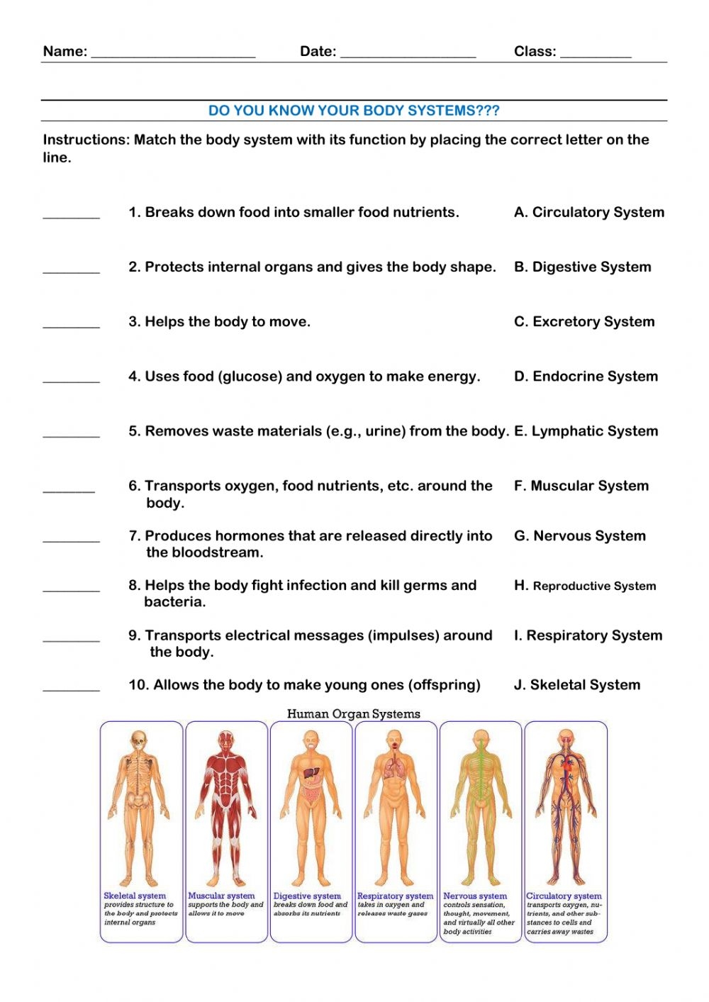 Function Of Body Systems Worksheet