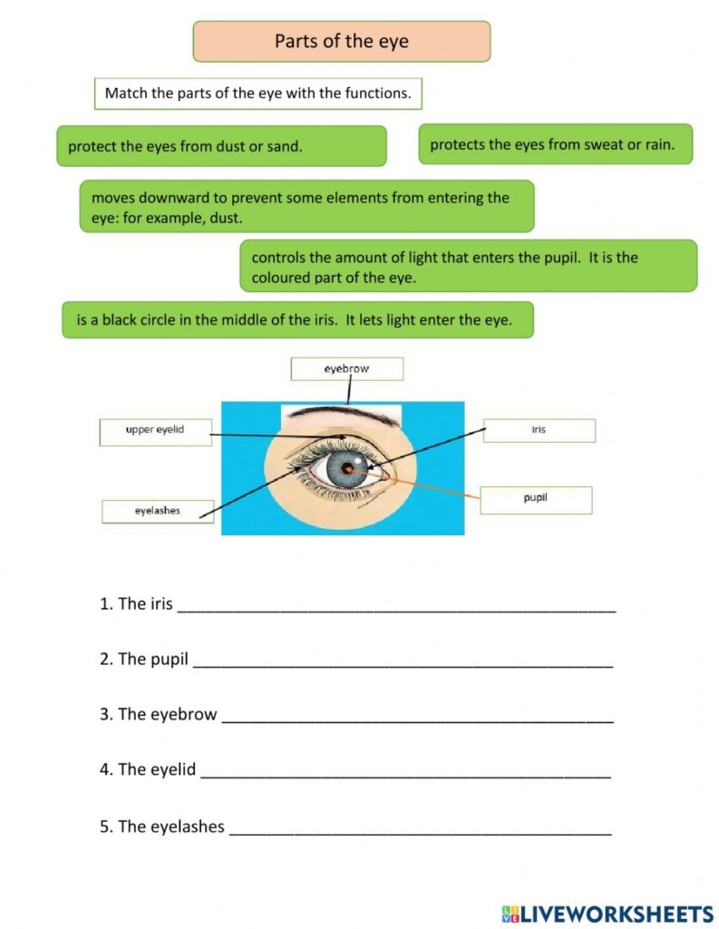 Parts Of The Eye Worksheets