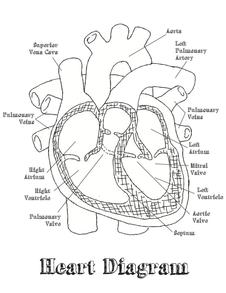 Free Printable Heart Diagram Worksheets