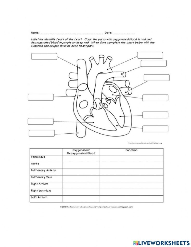 Heart Diagram With Labels And Functions Worksheet