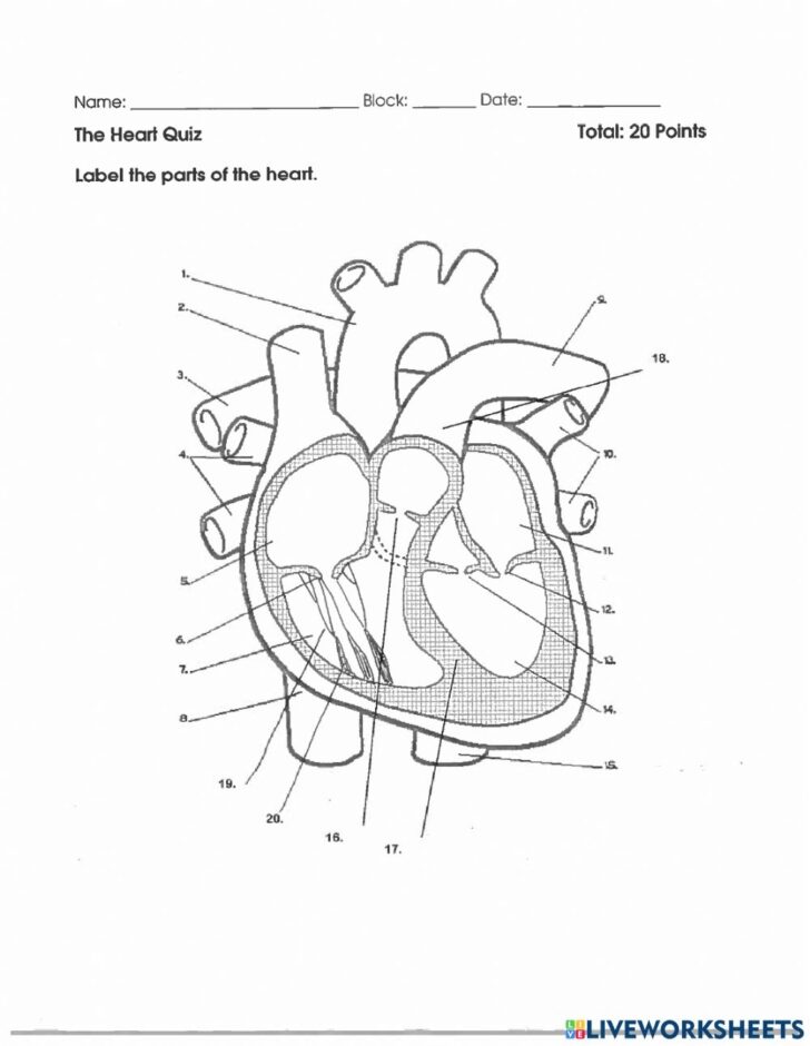 Heart Anatomy Worksheets - Printable Worksheets