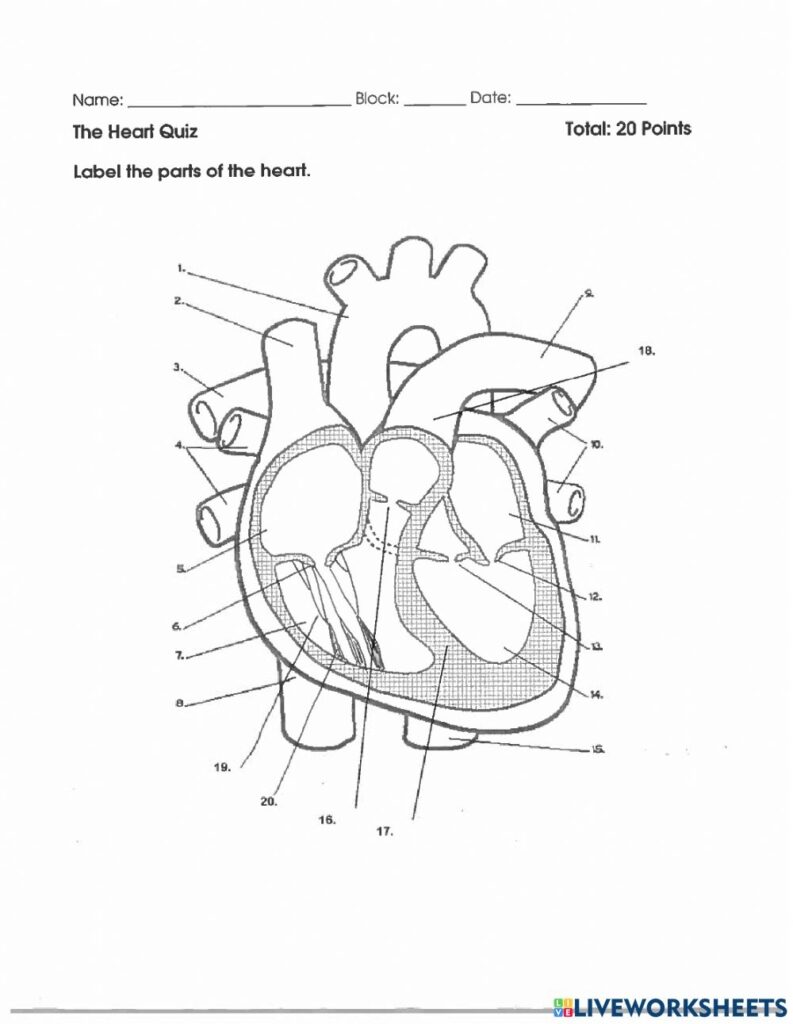 Heart Labeling Quiz Worksheet