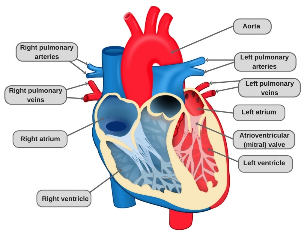 Heart Anatomy Function Worksheets