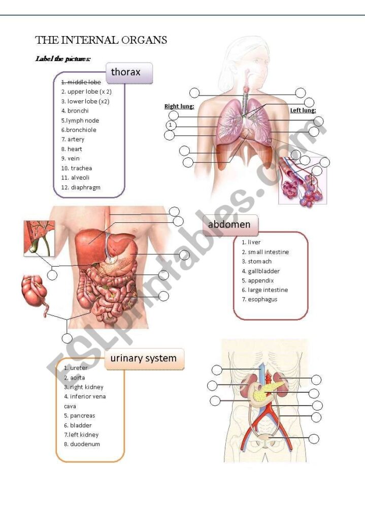 Anatomy Worksheets For Medical Students