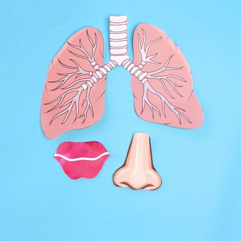 Lung Anatomy Printable For Kids