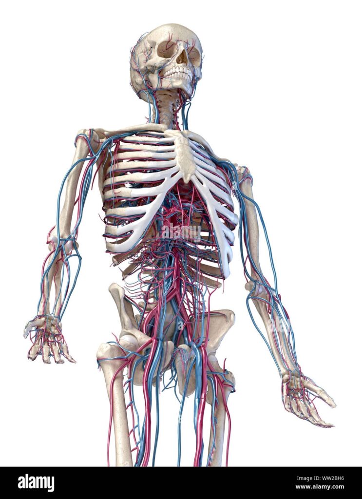 Human Anatomy 3d Illustration Of The Skeleton With Cardiovascular System Perspective View Of 3 4 Upper Part Front Side On White Background Stock Photo Alamy