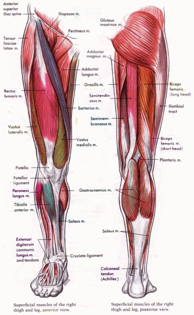 Leg Anatomy Diagram