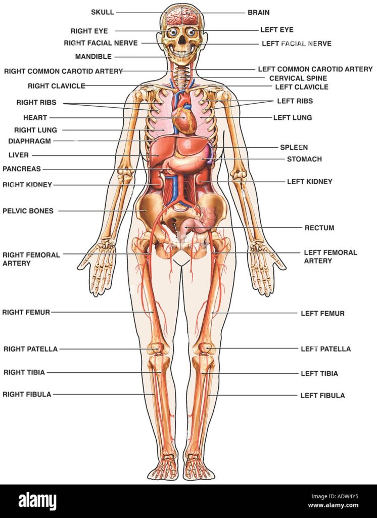 Full Human Body Diagram