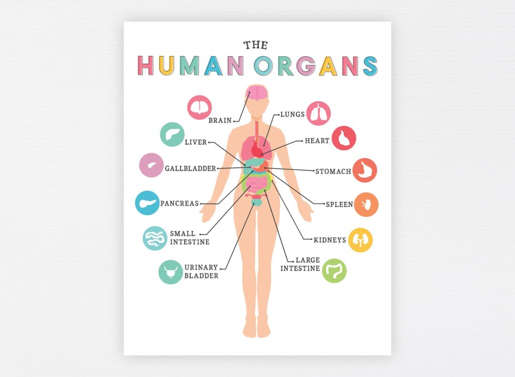 Printable Human Anatomy