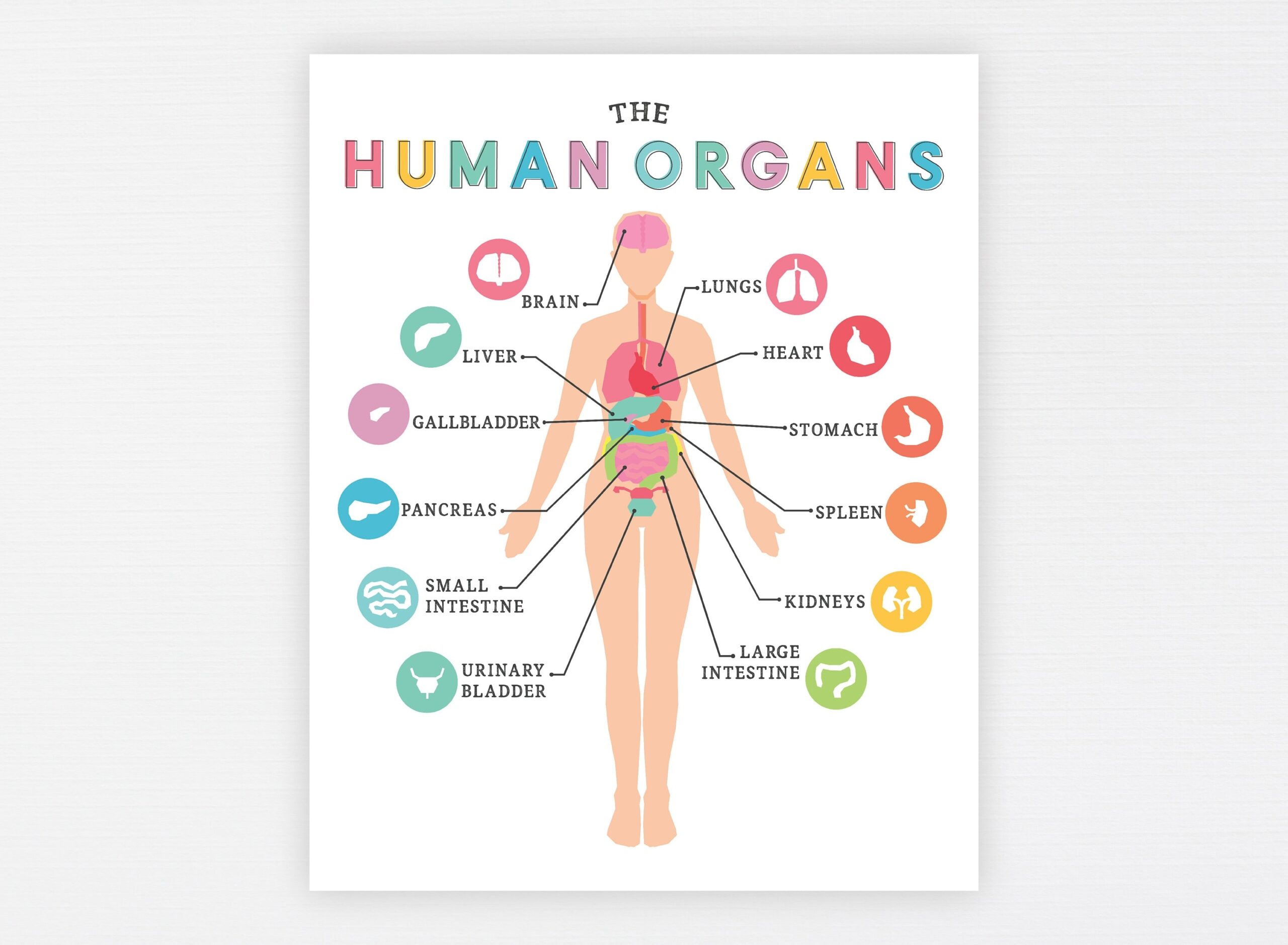 Human Anatomy Education Printable Organs Body Diagram Etsy UK