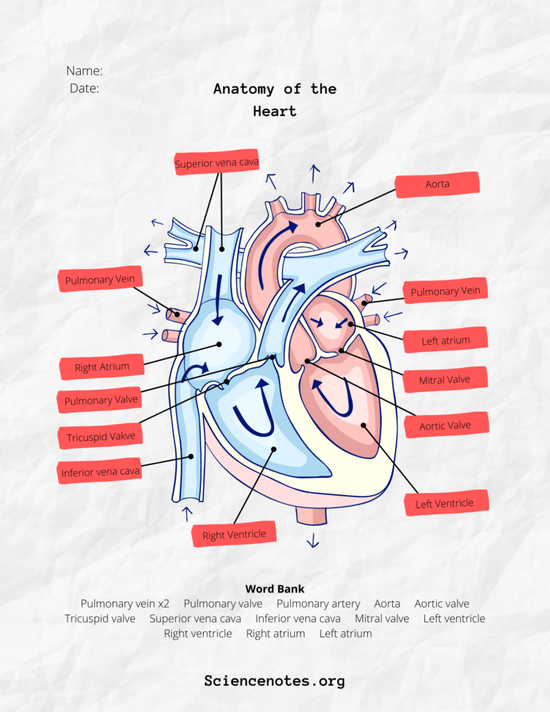 Human Anatomy And Physiology Study Guide Pdf