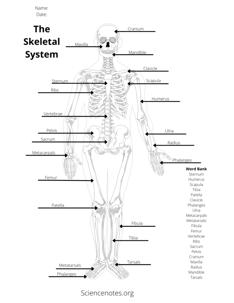 Printable Anatomy Labeling Worksheets Printable Worksheets