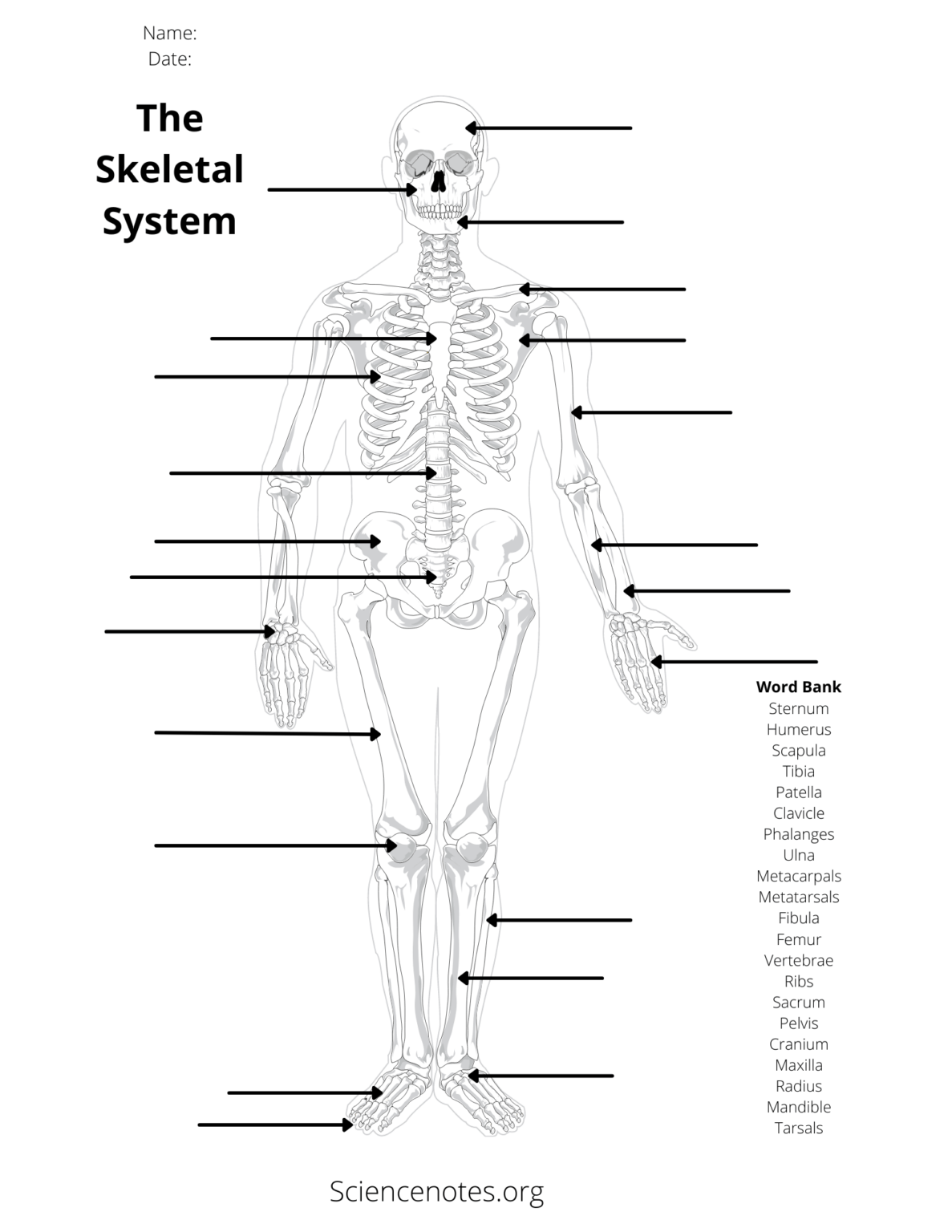 College Printable Anatomy Labeling Worksheets Printable Worksheets